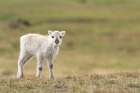 Norway, Svalbard. Close-up of reindeer calf. Art Print